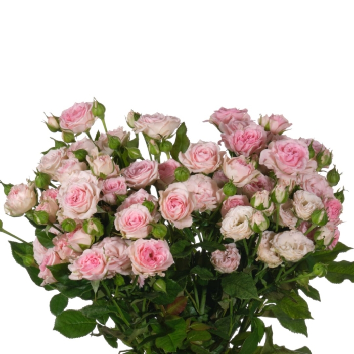 Роза кустовая аэробик