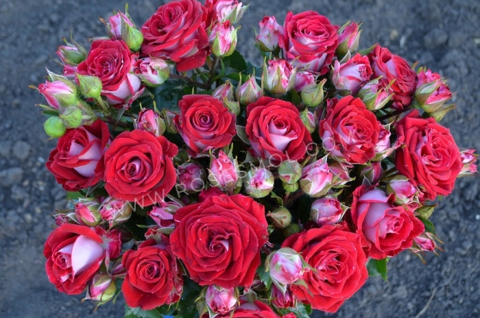 Роза спрей руби стар