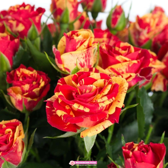 Роза файер флеш