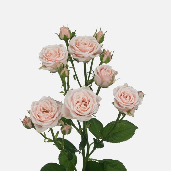 Роза кустовая софи