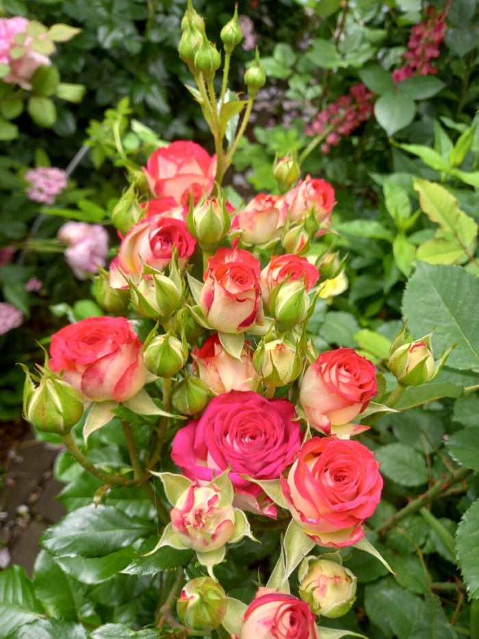 Роза рубиэлла