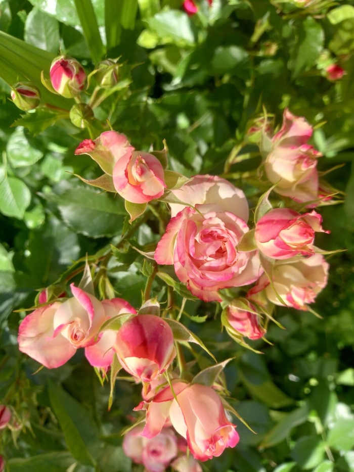 Роза спрей черри хеопс