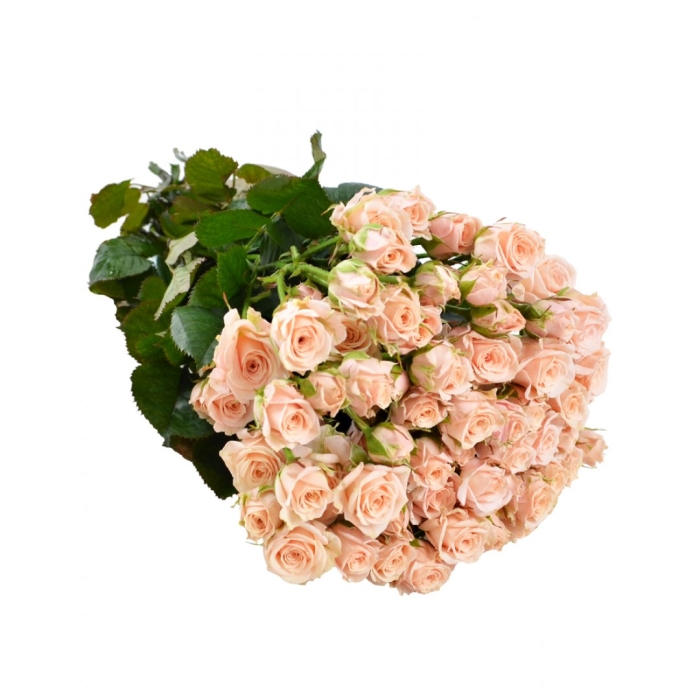 Роза кустовая свит сара