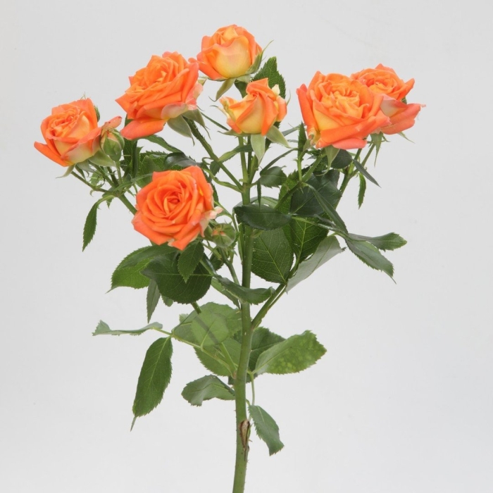 Роза кустовая оранж