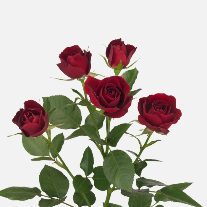 Кустовая роза  rubicon