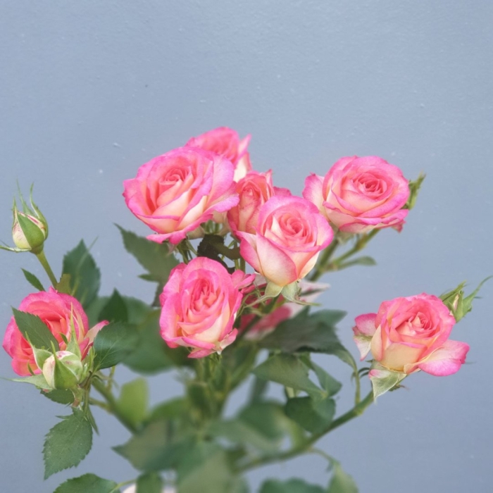 Роза кустовая саммер дэнс