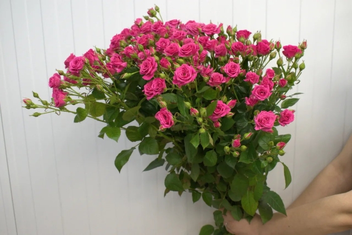 Розы кустовые лав лидия грцветоград