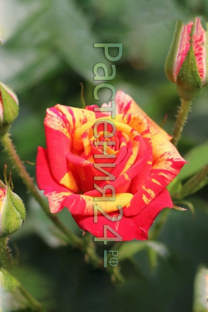 Роза файер флеш флорибунда