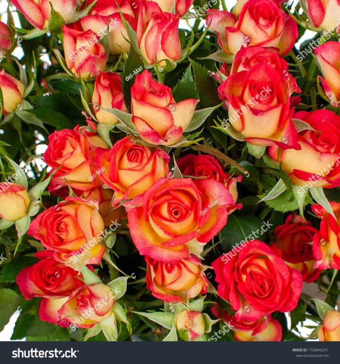 Рубиэлла спрей роза