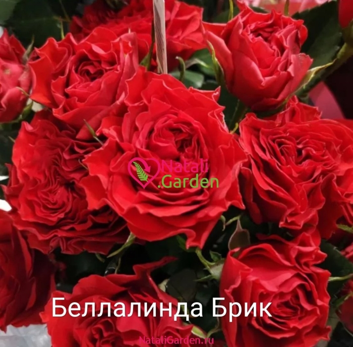 Белла линда брик