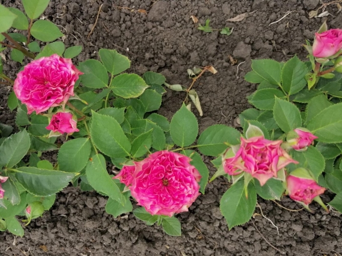 Роза спрей папл тайджер