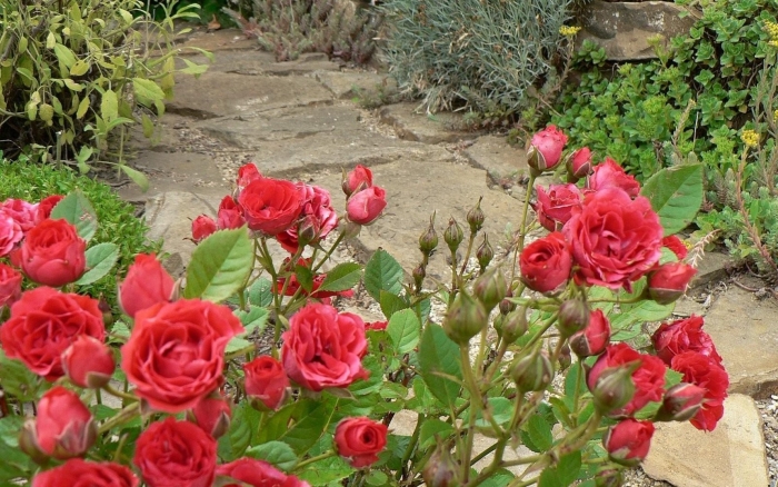 Роза бетси куст