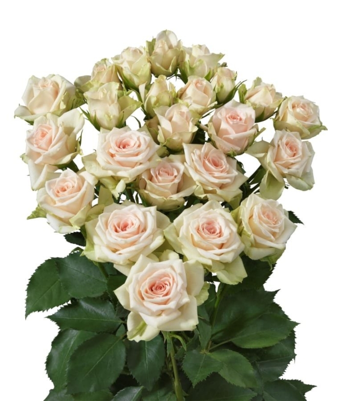 Роза кустовая тринити