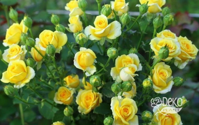 Роза йеллоу эвелин