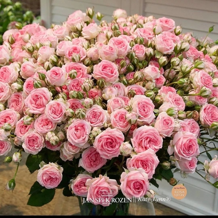 Роза кустовая