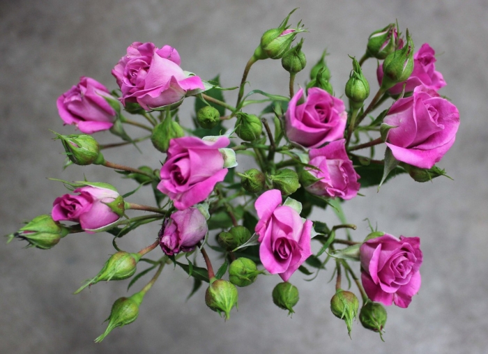 Роза кустовая лавли лидия