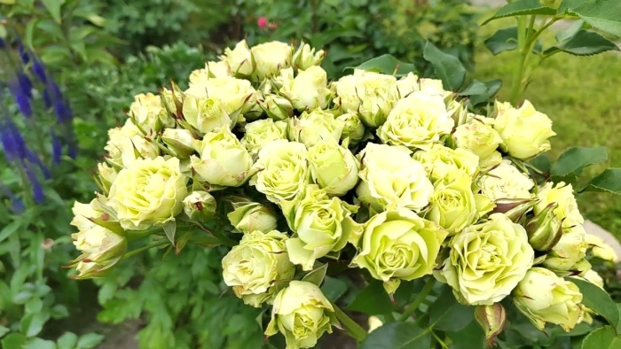 Лувиана роза спрей