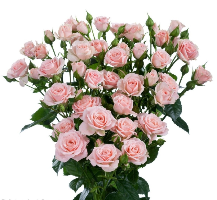 Роза кустовая лидия