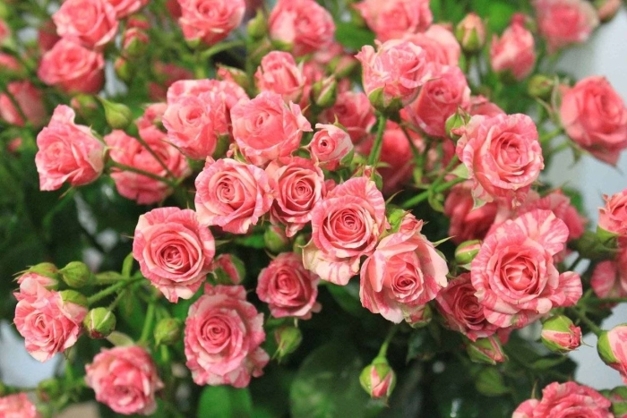 Роза спрей барбадос