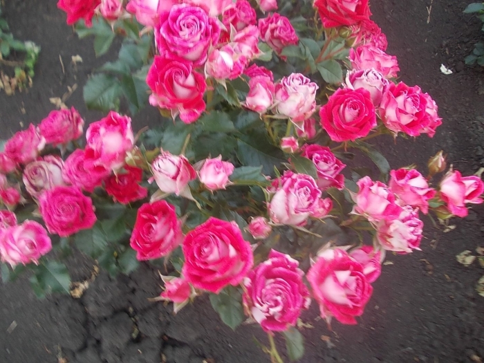 Роза шен коблензерин