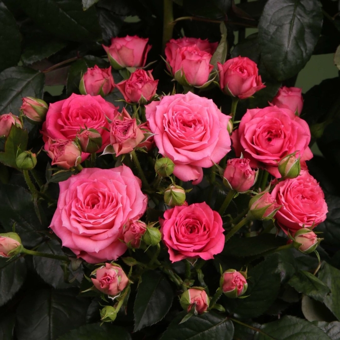 Роза спрей рубелла