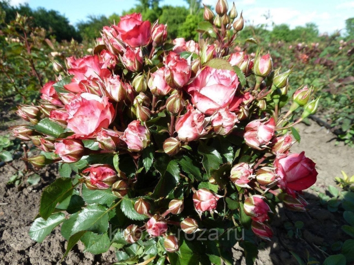 Файер кинг роза