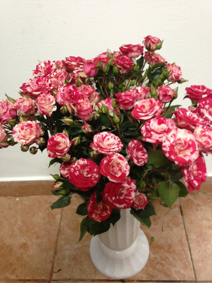 Фаерфокс роза кустовая