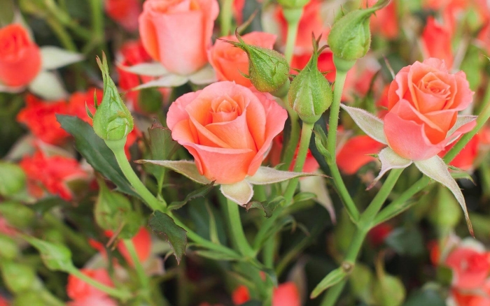 Роза спрей ред макарена