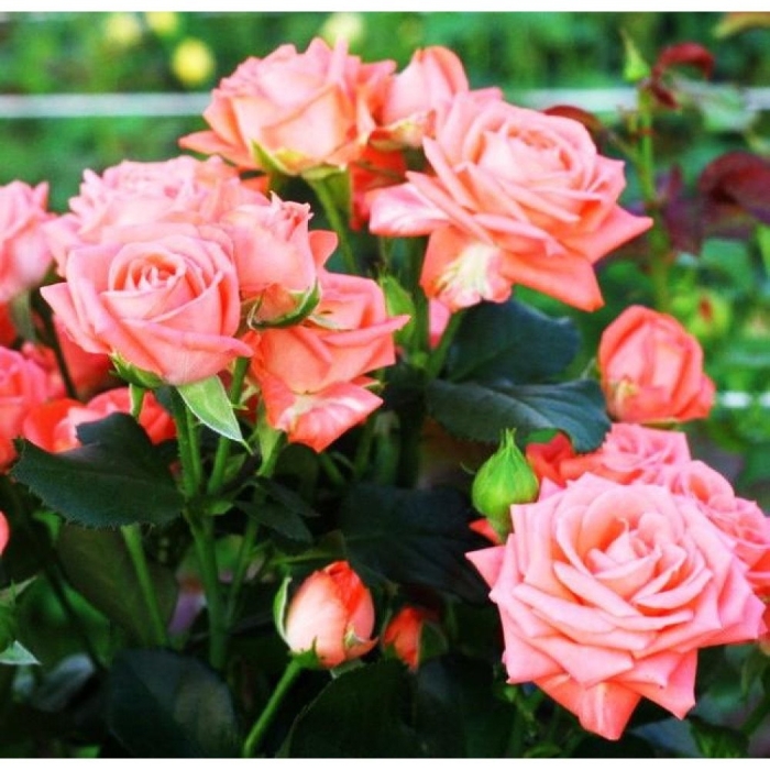 Роза спрей барбадос