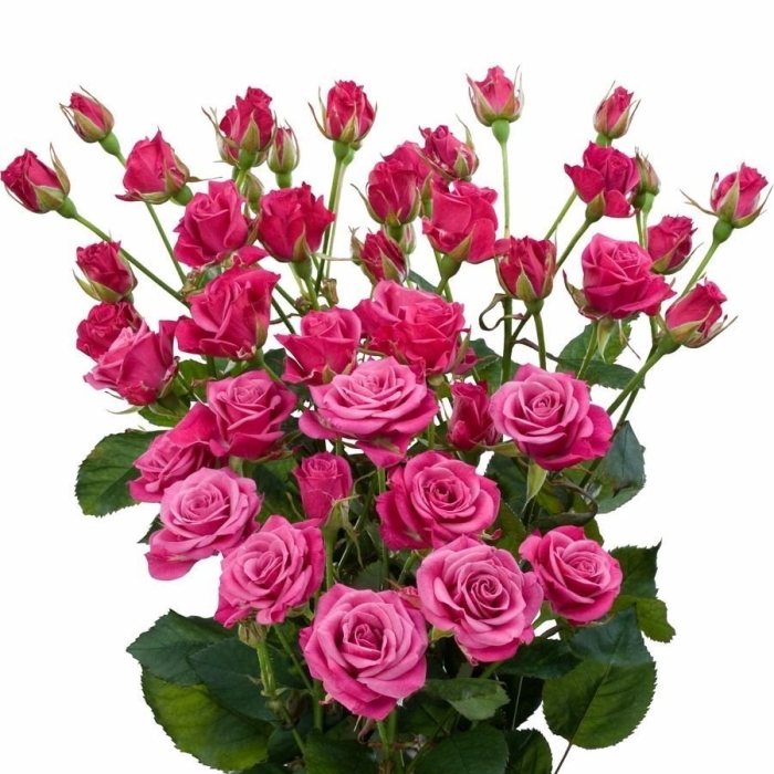 Кустовая роза розовая