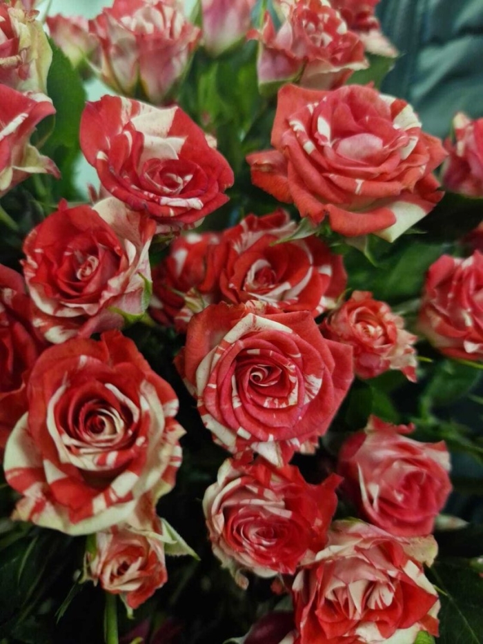 Роза спрей рубелла