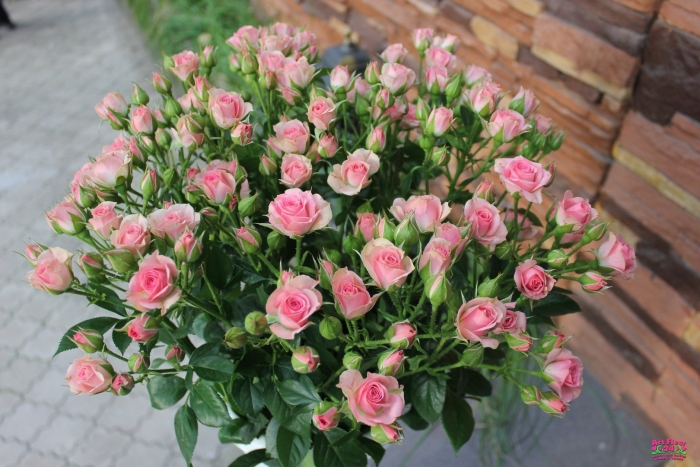 Кустовая роза лидия