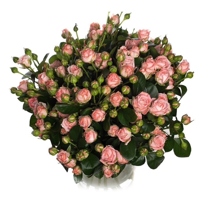 Роза кустовая марун