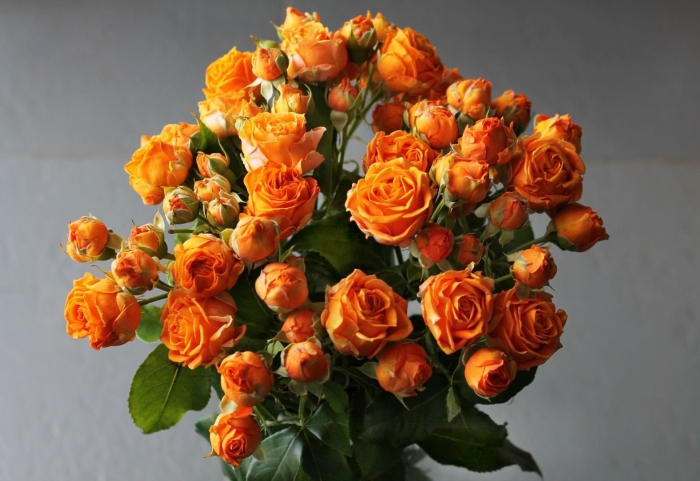 Кустовая роза корал баблз