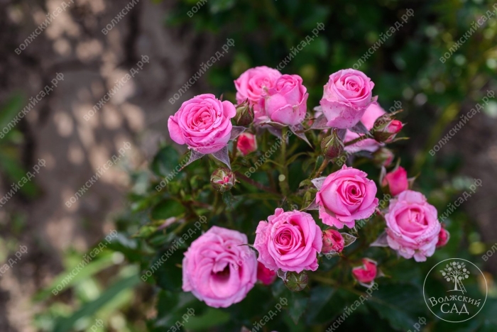 Роза виктори