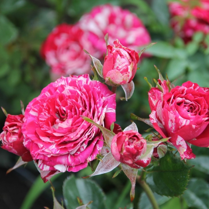 Роза спрей арроу фолиес