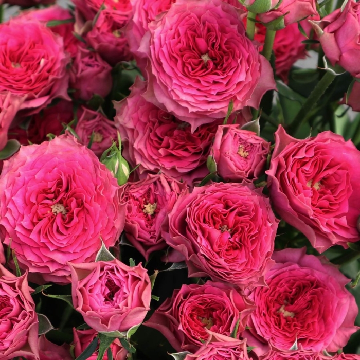 Роза спрей бабушка джози