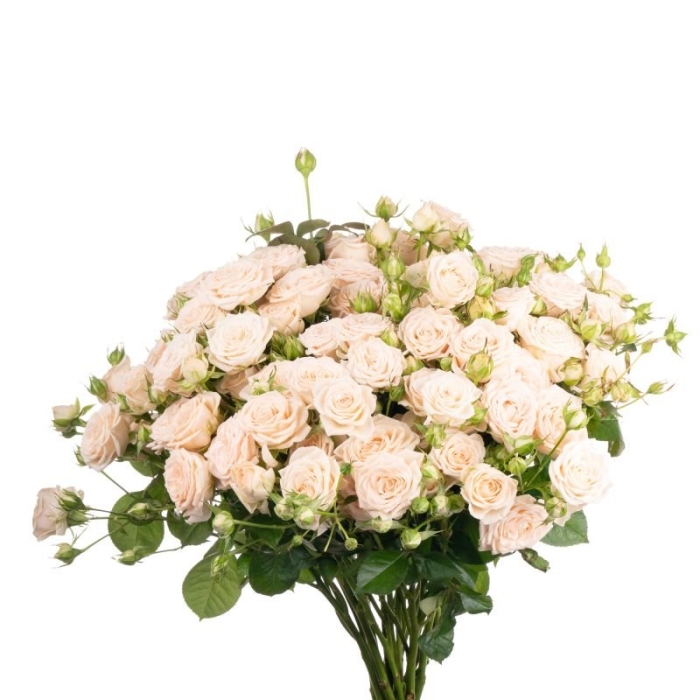 Кустовые софи