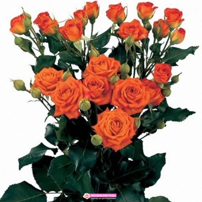 Роза спрей оранж