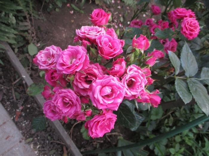 Роза лавли лидия