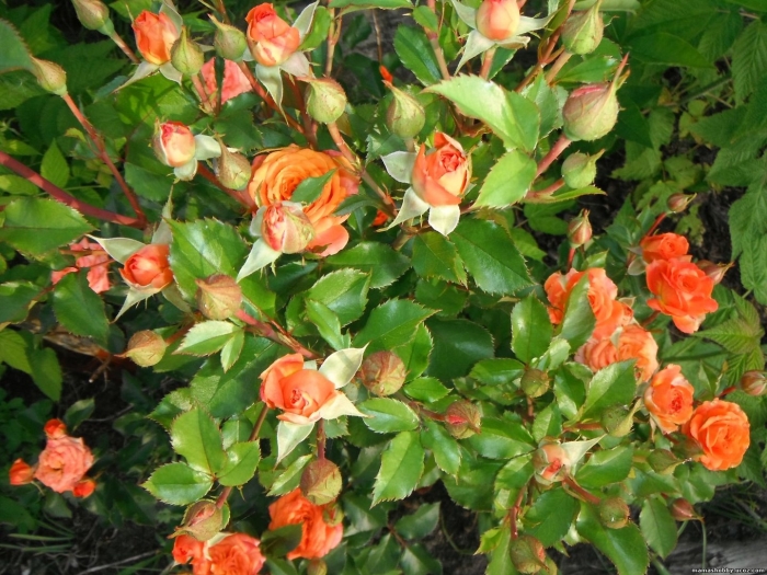 Роза спрей келли