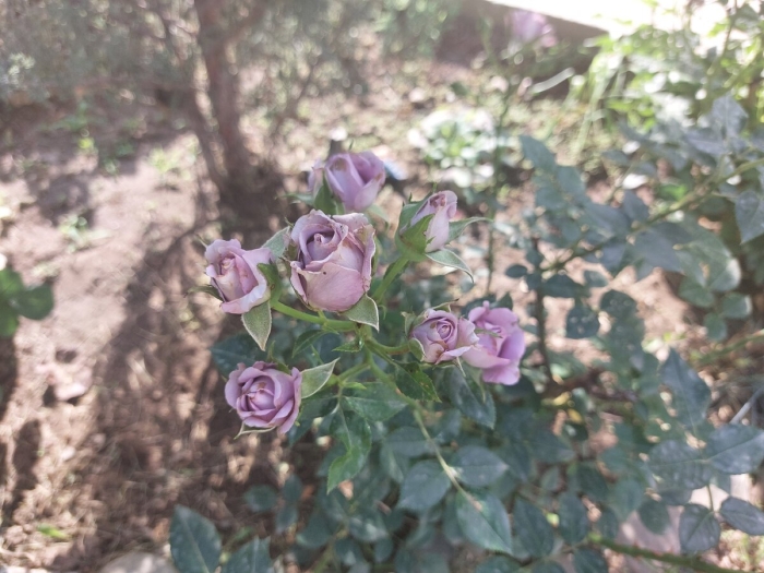 Мими эден спрей роза