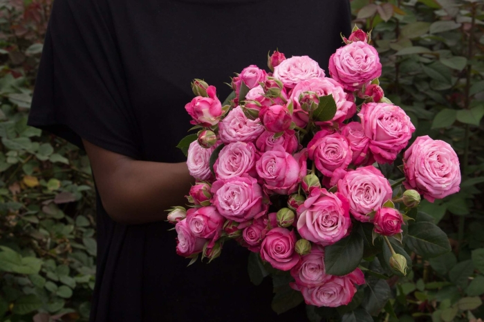 Роза куст леди бомбастик