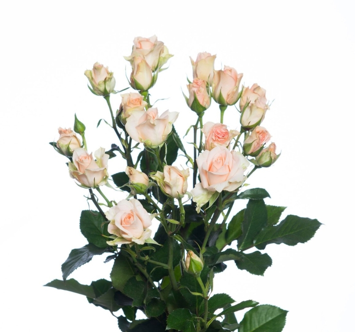 Роза свит сара