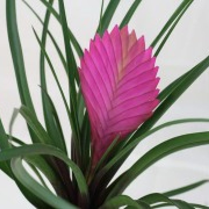 Тилландсия цианея анита