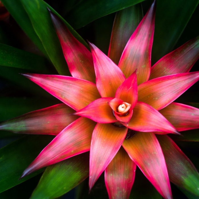 Бромелия неорегелия