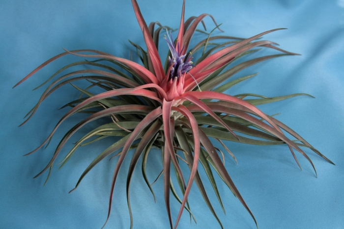 Семейство бромелиевые