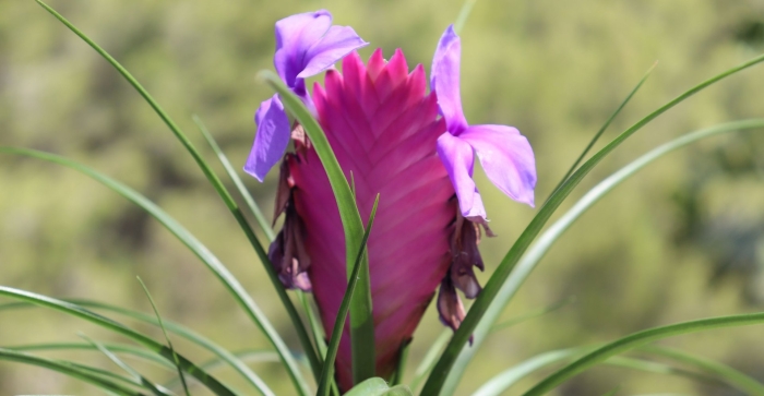 Тилландсия анита