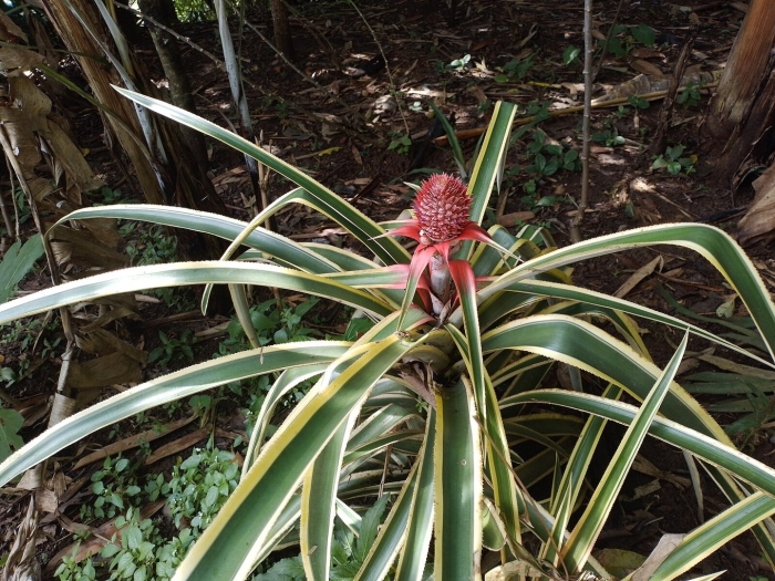 Бромелия ананасовая