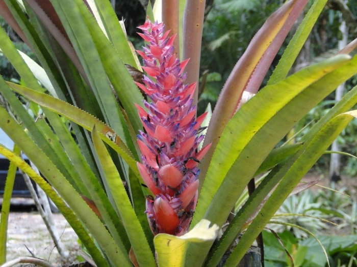 Цветок бромелия де сапата